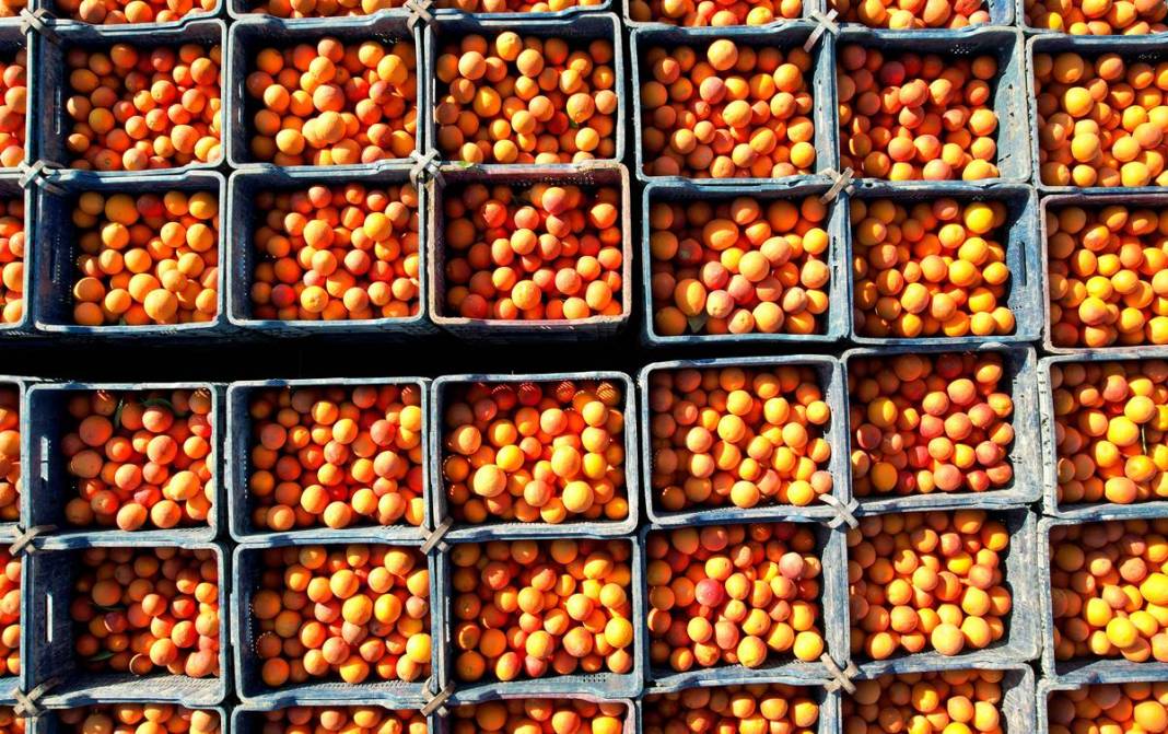 Bu portakal kan ağlıyor: Kilosu 12 TL! Yurt dışından yoğun talep görüyor 7